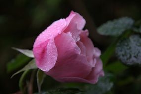 macro picture of the pink rose in dew drops