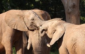 elephant family in the wild