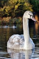 strikingly beautiful swan bird