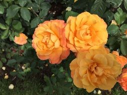 orange spray rose