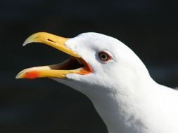 backed gull