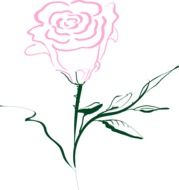 drawing paints roses on a white sheet