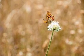 Butterfly on a white flower in the nature