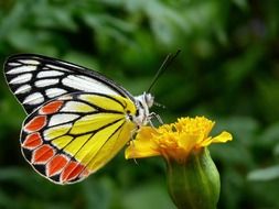 colorful tricolor butterfly on flower