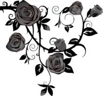 romantic black and picture of roses