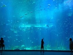 silhouettes of people near a huge aquarium