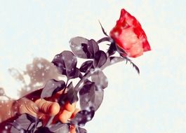 single rose gift