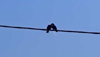 two doves in love on a thick rope