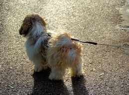 small fluffy dog on leash