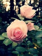 autumn rose pink flower blossom