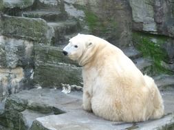 White bear on stones