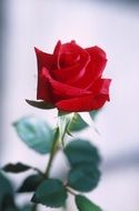 red rose on a blurred background