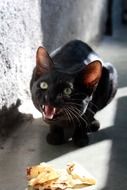 angry black cat