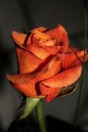 Orange rose closeup