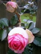 two natural rose buds