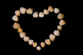 seashells as a heart on a black background