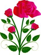 drawing pink roses