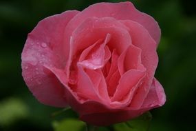 pink flower with dew drops