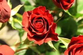 beautiful red roses, top view