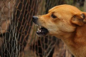 angry dog face