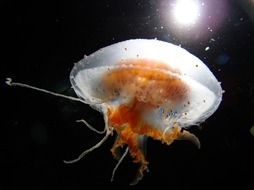 big jellyfish in the dark ocean