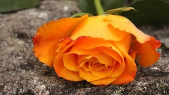 orange rose on a stone close up