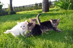 cute cats having fun