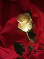 white rose on a red background