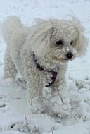 white bichon in winter