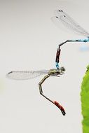 mating of two colorful dragonflies