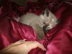 wonderful siamese kitten