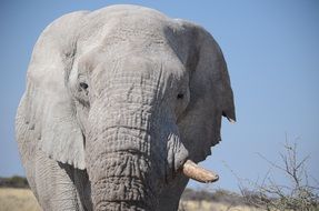 photo of grey elephant