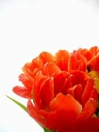 lush red tulips in a bouquet