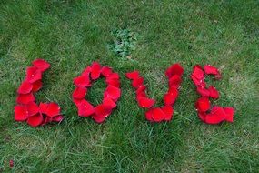 rose petalsr decoration on grass