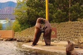 sea lions couple in love