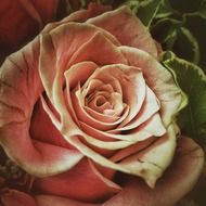 pink rose with green rim
