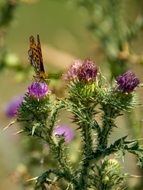 butterfly sitting on a thistle