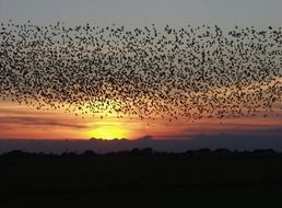 flying birds on the sky at sunset