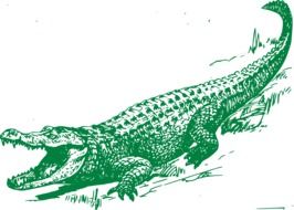 green alligator as a graphic image