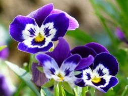 Close up photo of pansy flowers