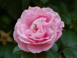 prickly pink rose