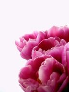 romantic pink tulips