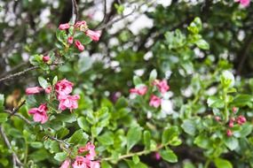 flowering bushes in the botanical garden