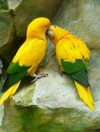 Couple of gold parakeets