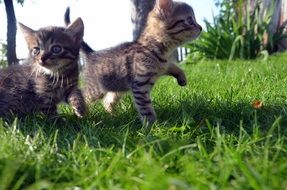 cat family in the green grass