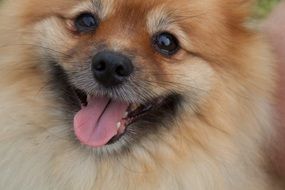 pomeranian dog face