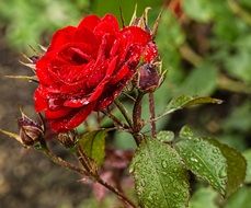 red rose in raindrops