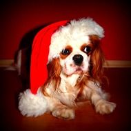 little dog in a red Christmas hat