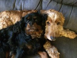 Black and yellow dogs