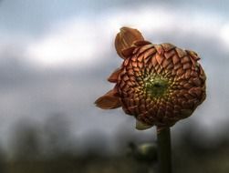 Bud of the plants close-up